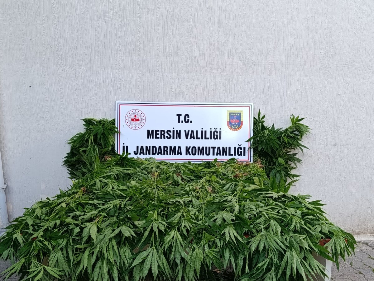 Ormanlık Alanda 402 Kök Kenevir Ele Geçirildi, 2 Şüpheli Tutuklandı..